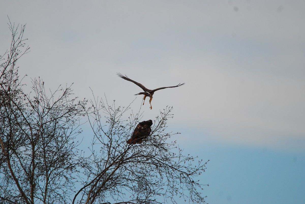 Red-tailed Hawk - ML643402949