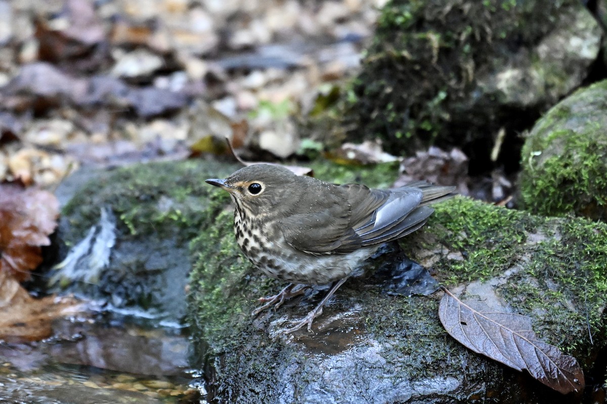 Swainson's Thrush - ML643402953