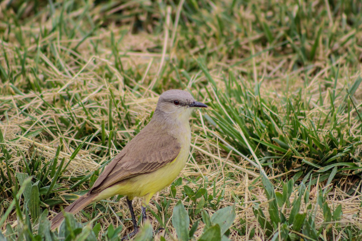 Graslandtyrann - ML643402968