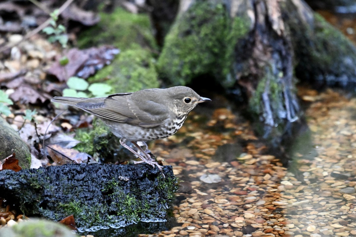Swainson's Thrush - ML643402978