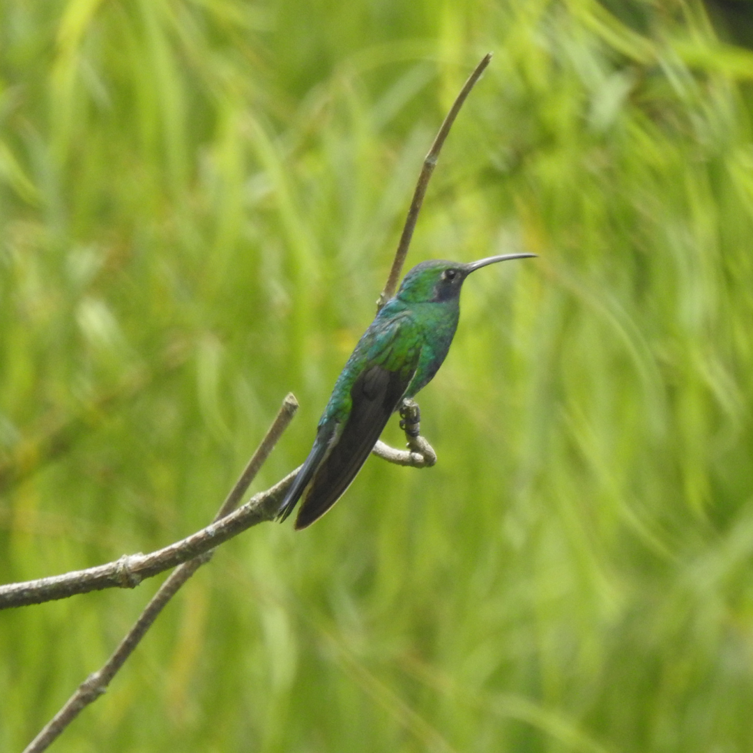 Colibrí Rutilante/Verdemar Menor - ML643402982