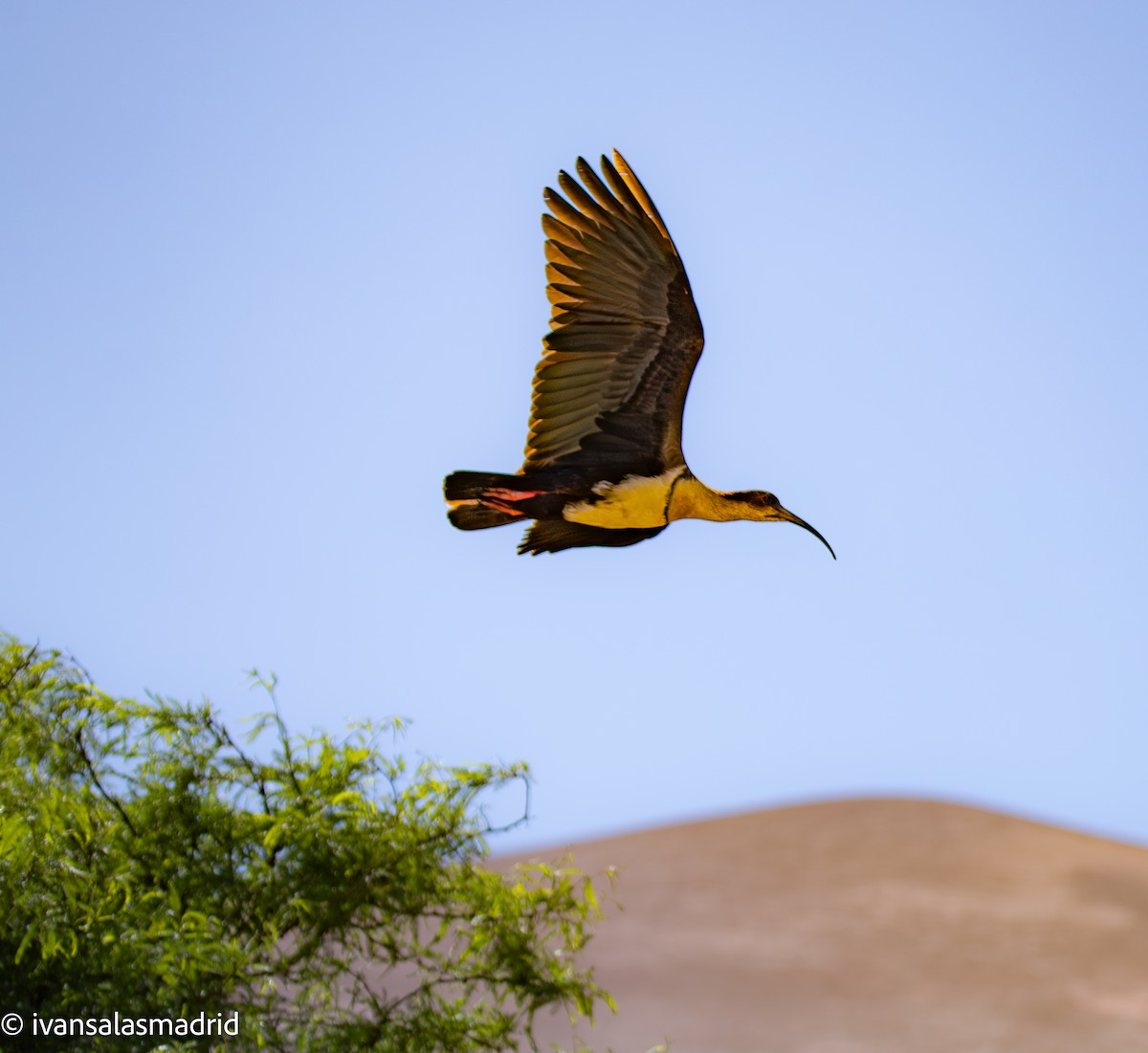Andean Ibis - ML643402988