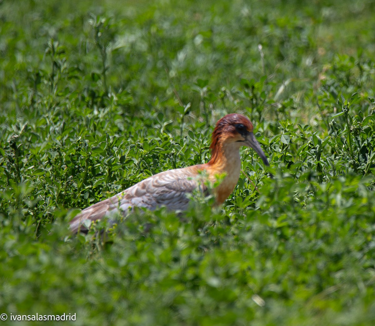 Andean Ibis - ML643402994