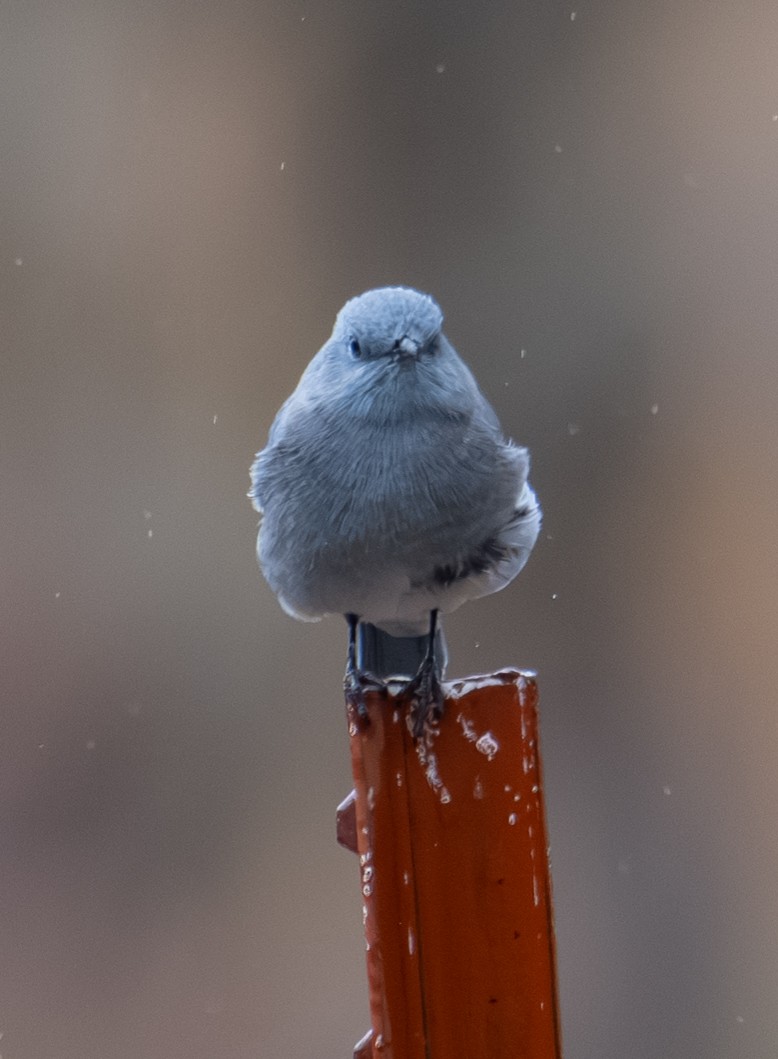 Mountain Bluebird - ML643403039