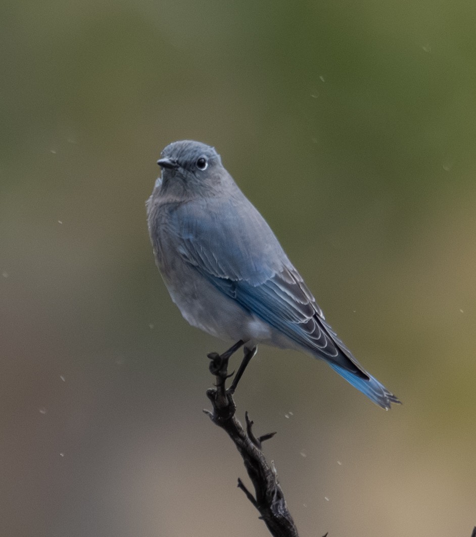 Mountain Bluebird - ML643403040