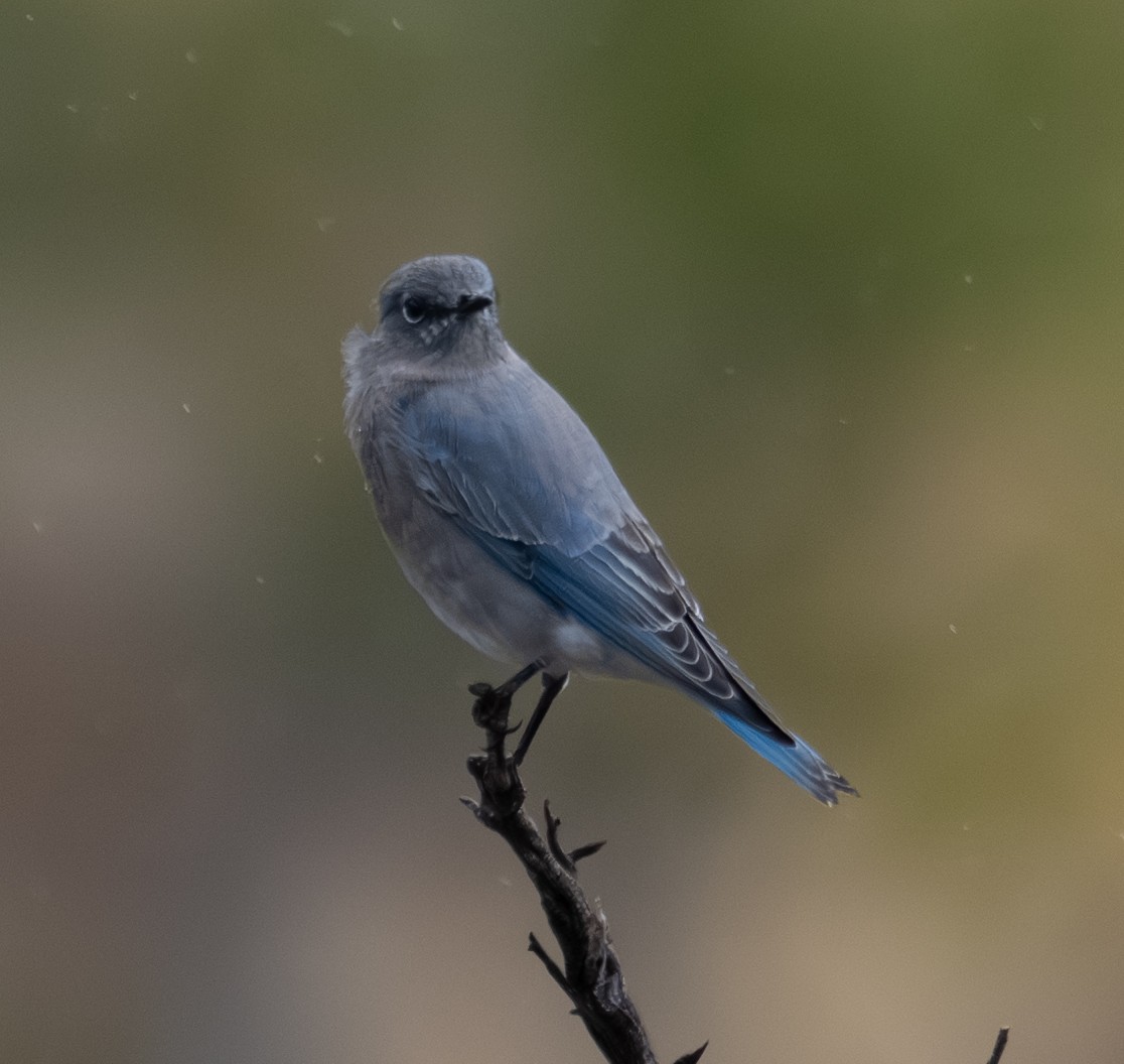 Mountain Bluebird - ML643403041
