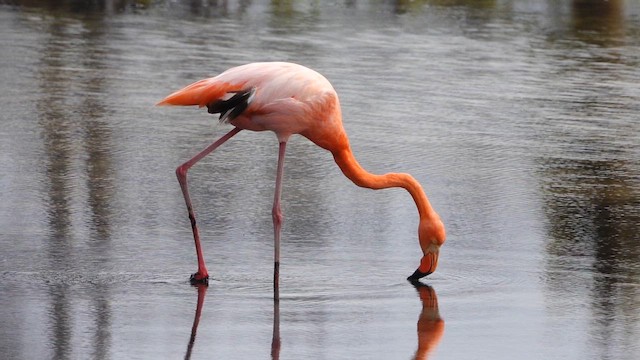 American Flamingo - ML643403042