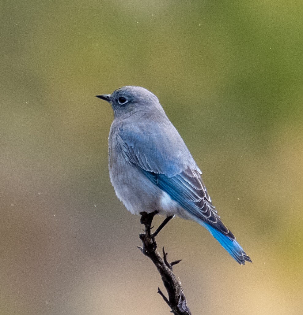 Mountain Bluebird - ML643403043