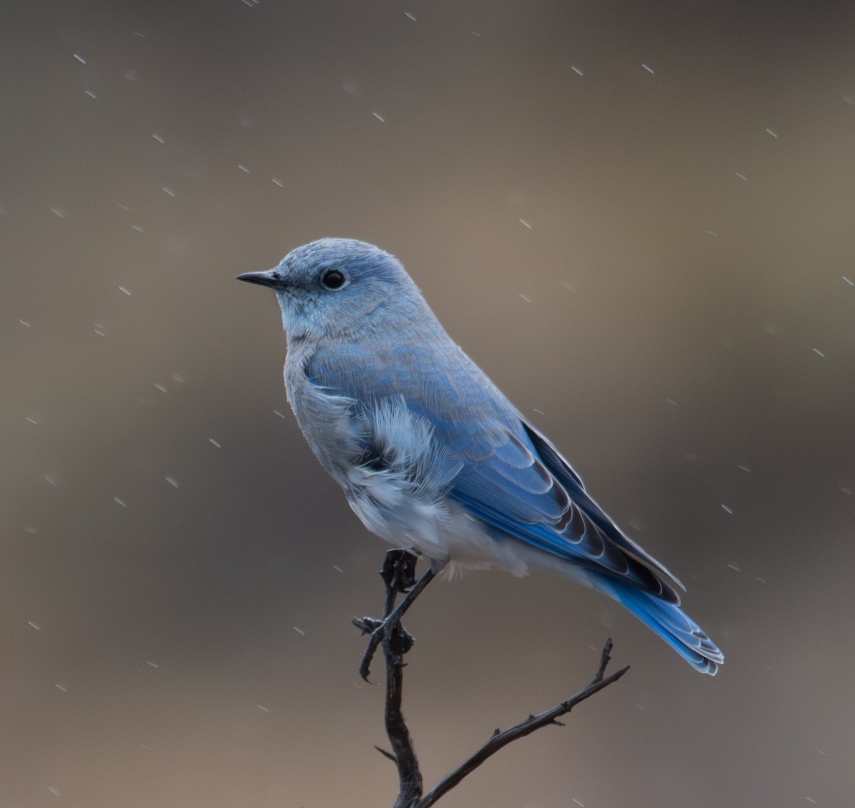 Mountain Bluebird - ML643403044