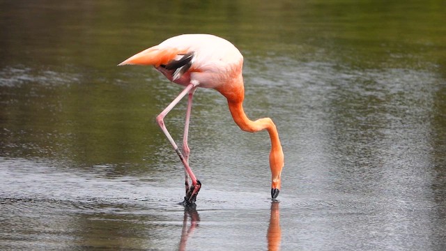 American Flamingo - ML643403045