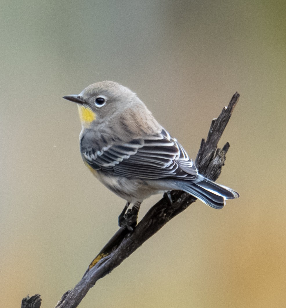 Yellow-rumped Warbler (Audubon's) - ML643403050