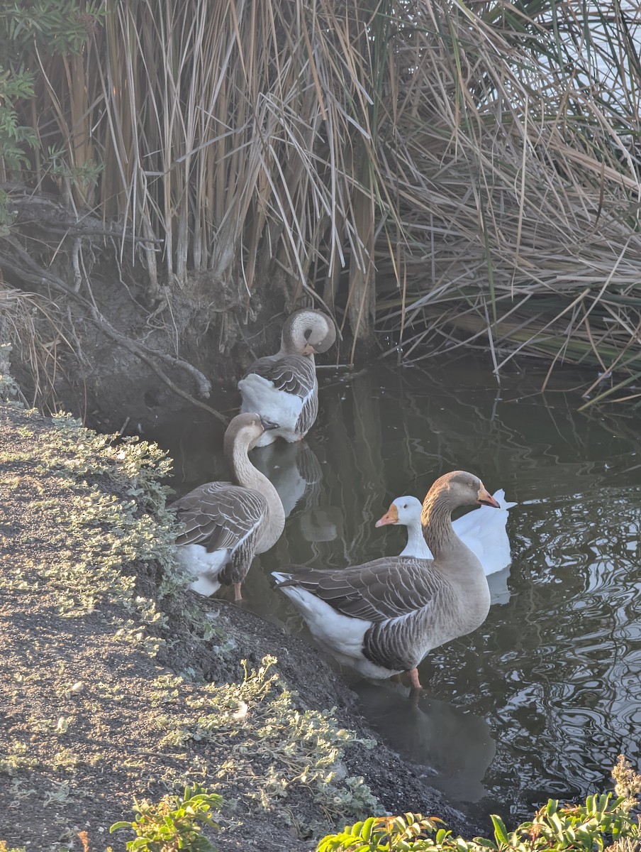 Graylag Goose (Domestic type) - ML643403053