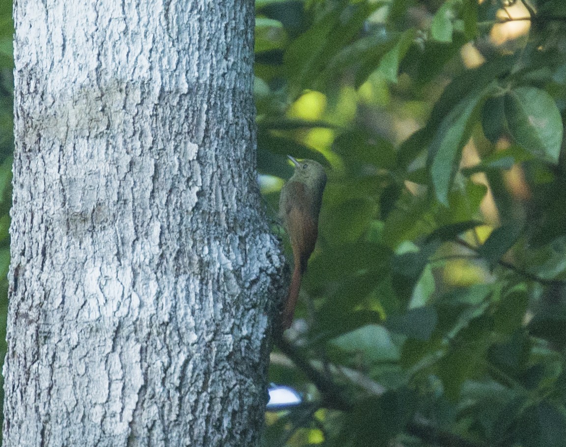Olivaceous Woodcreeper - ML643403060