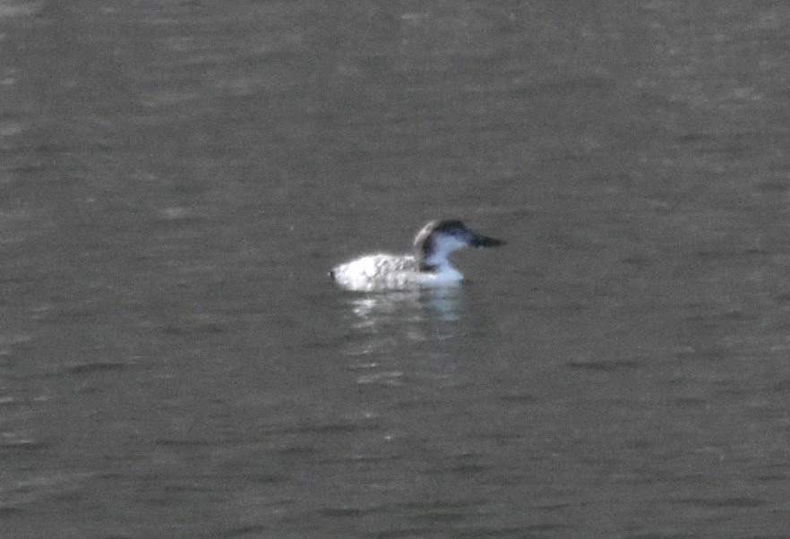 Common Loon - ML643403085