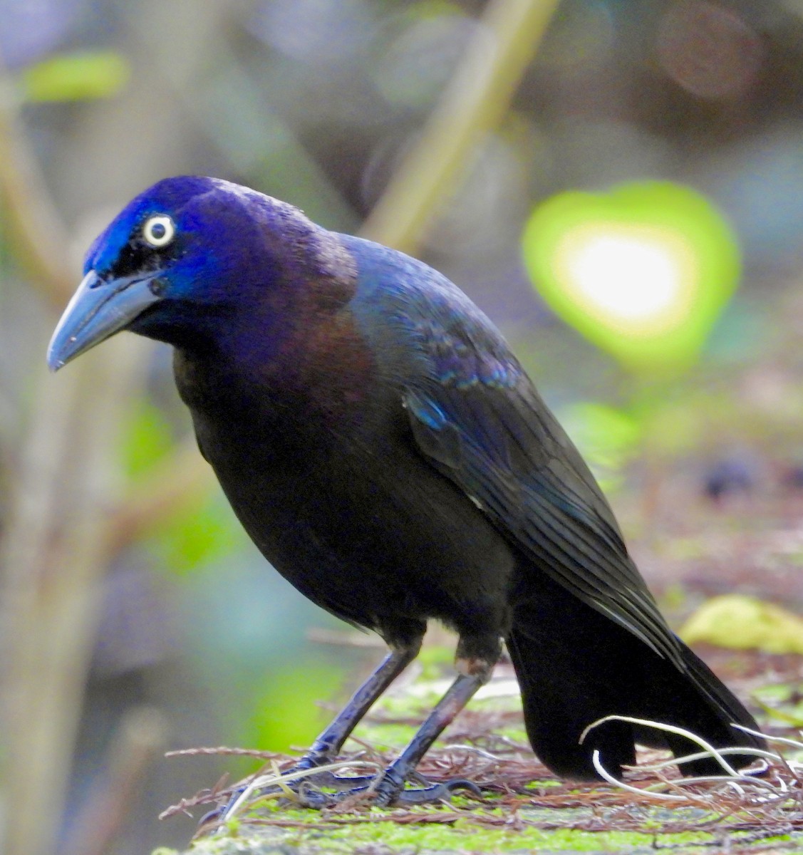 Common Grackle - ML643403087