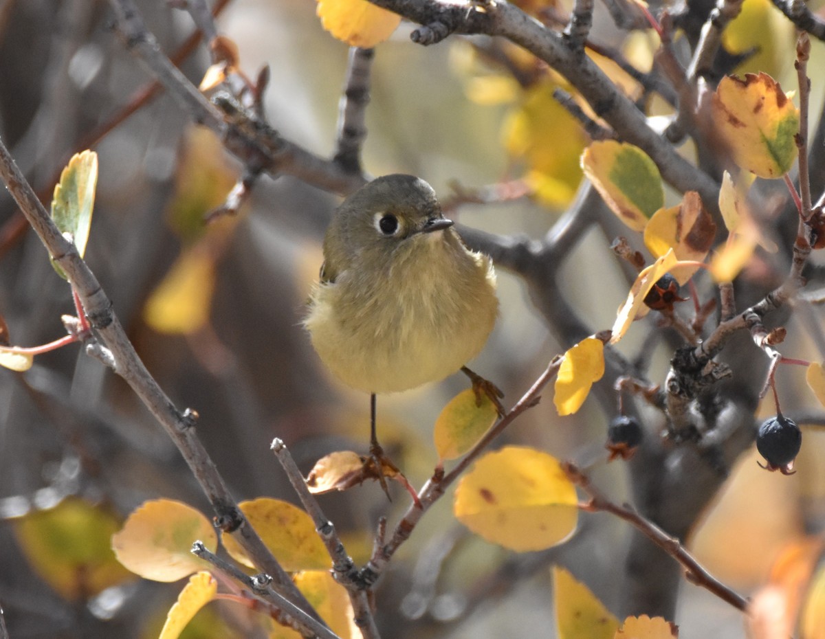 Ruby-crowned Kinglet - ML643403098