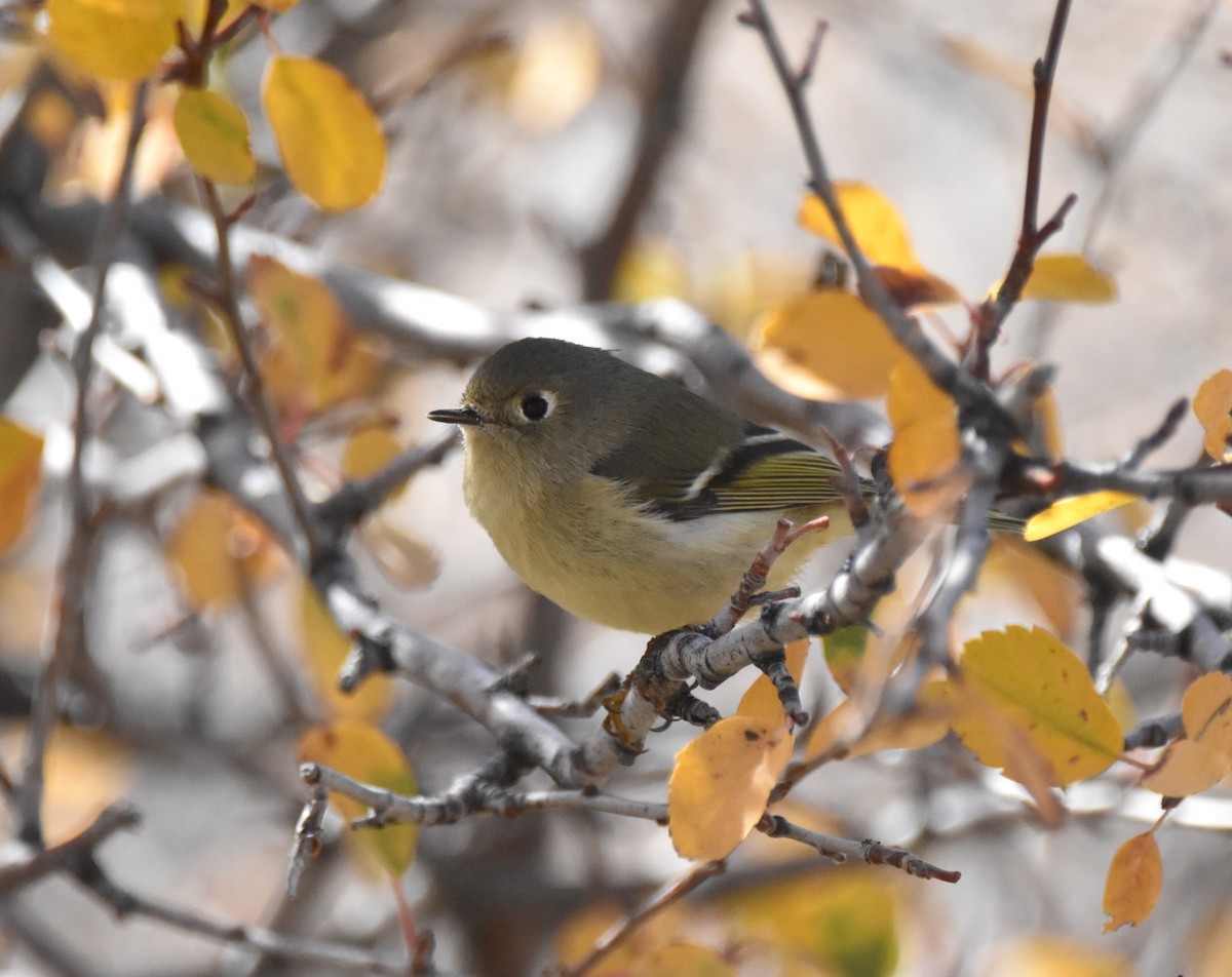 Ruby-crowned Kinglet - ML643403100