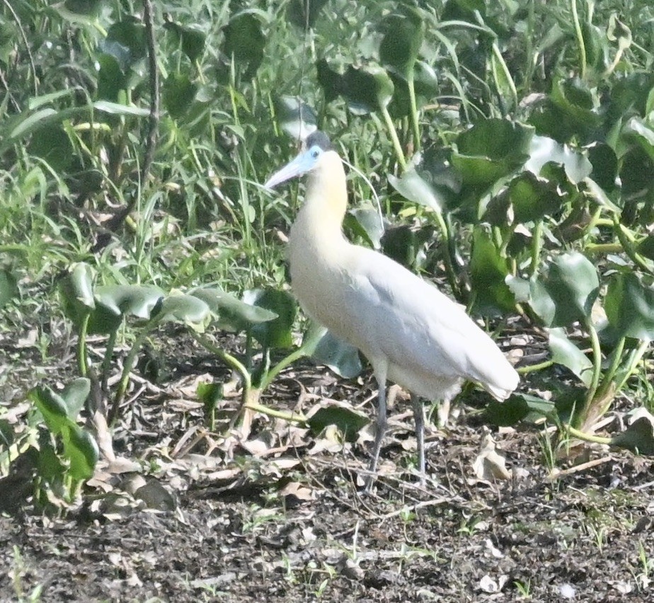 Capped Heron - ML643403103