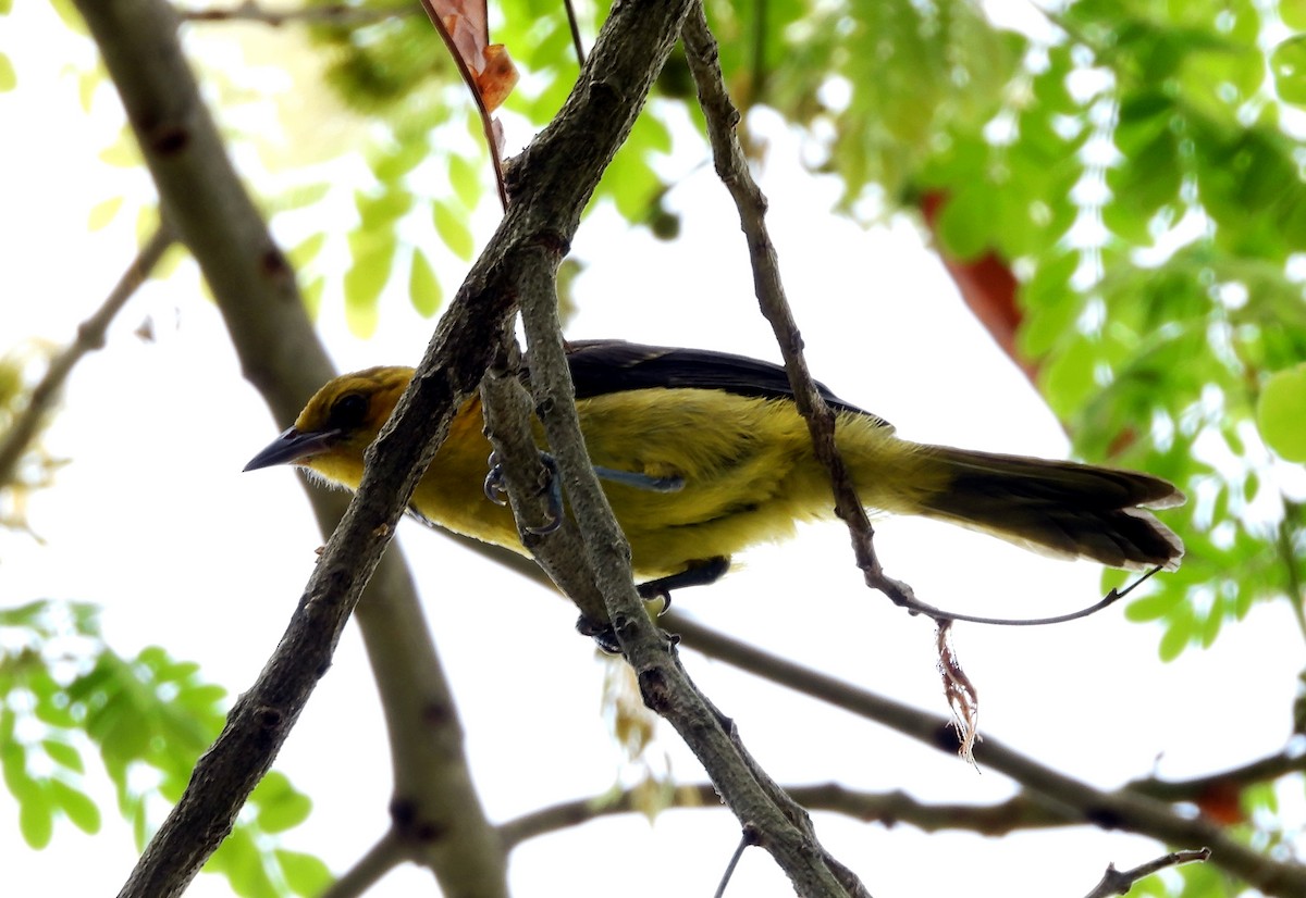 Orange-crowned Oriole - ML643403185