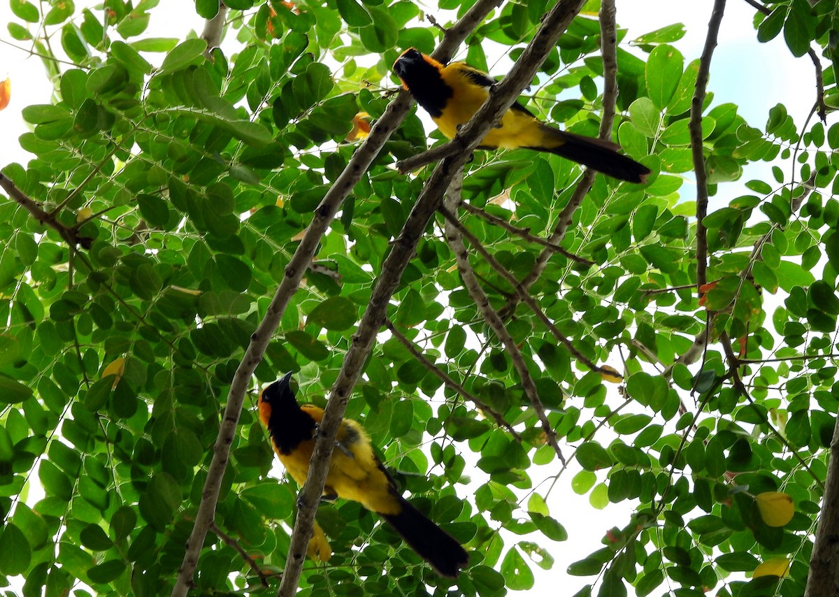 Orange-crowned Oriole - ML643403186
