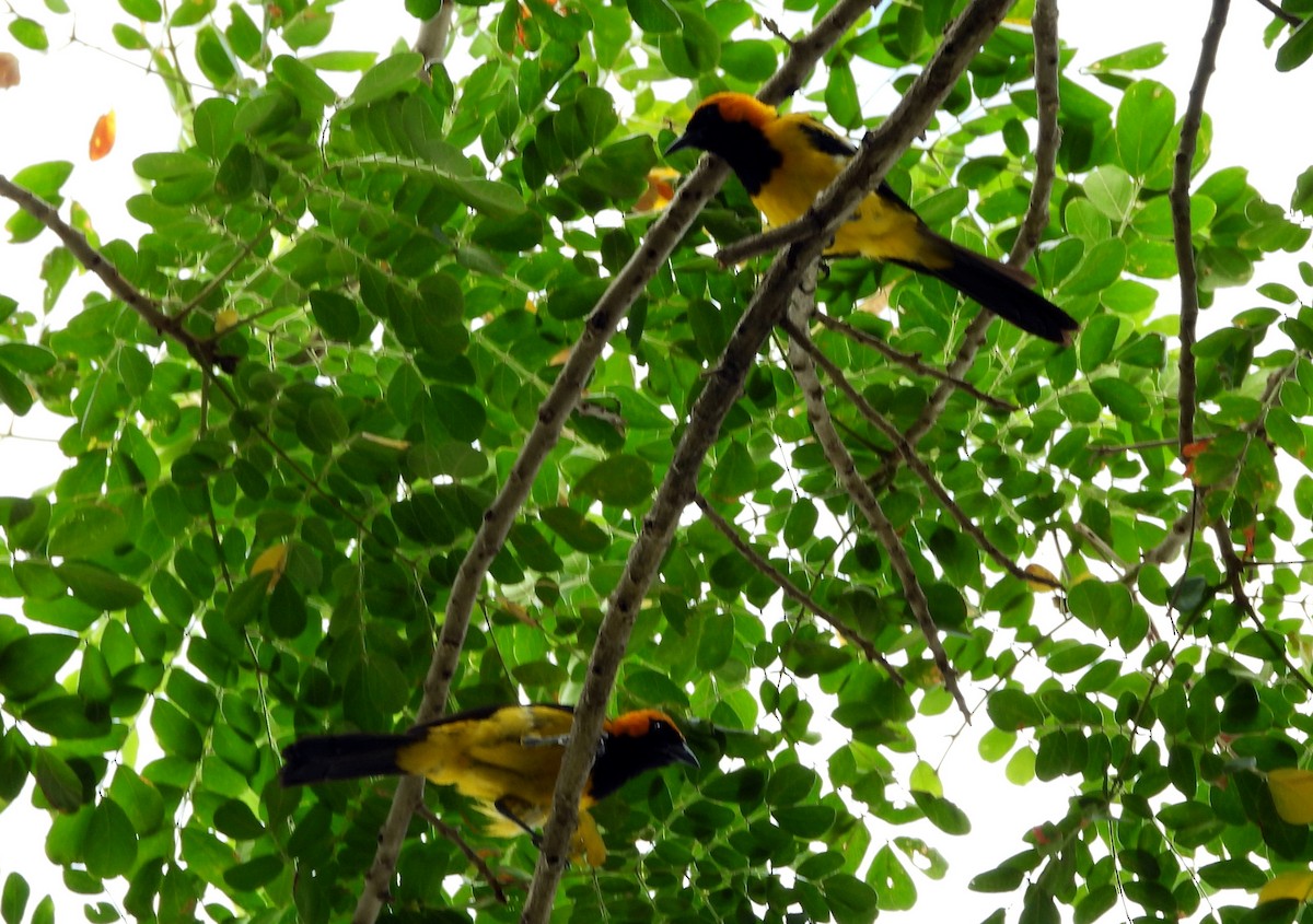 Orange-crowned Oriole - ML643403187