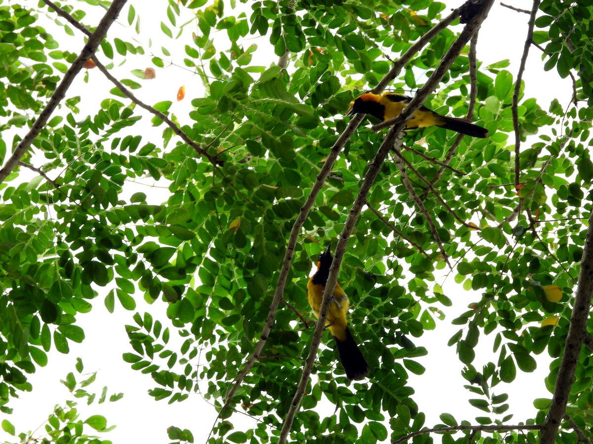 Orange-crowned Oriole - ML643403189