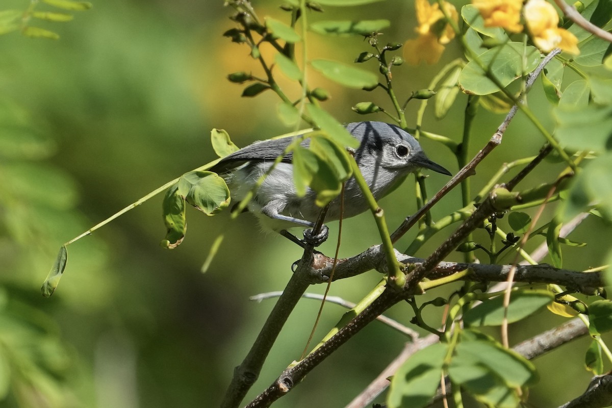 Masked Gnatcatcher - ML643403207