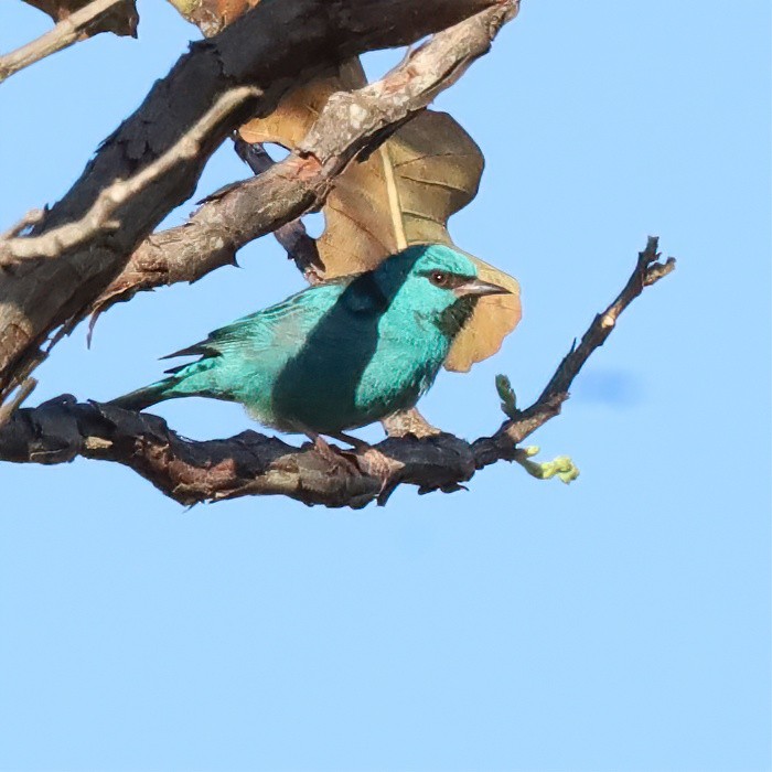 Blue Dacnis - ML643403221