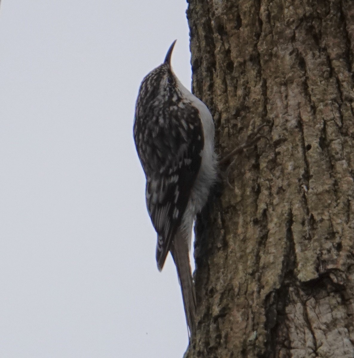 Brown Creeper - ML643403255