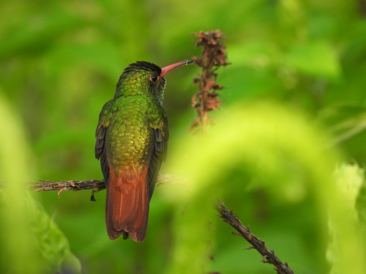 Rufous-tailed Hummingbird - ML643403259
