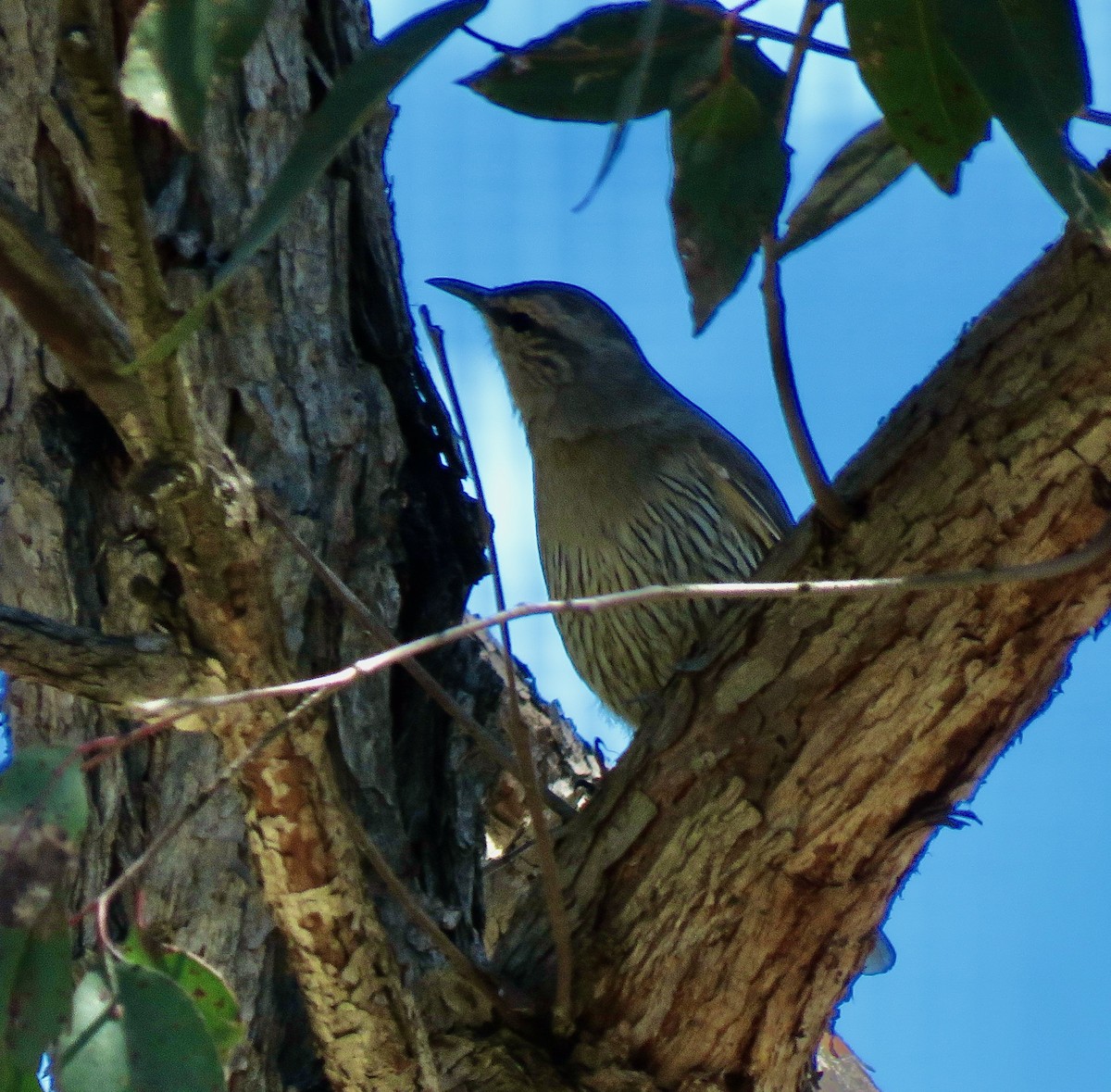 Королаз широкобровий - ML643403279