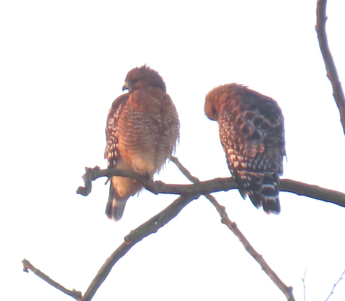Red-shouldered Hawk - ML643403286
