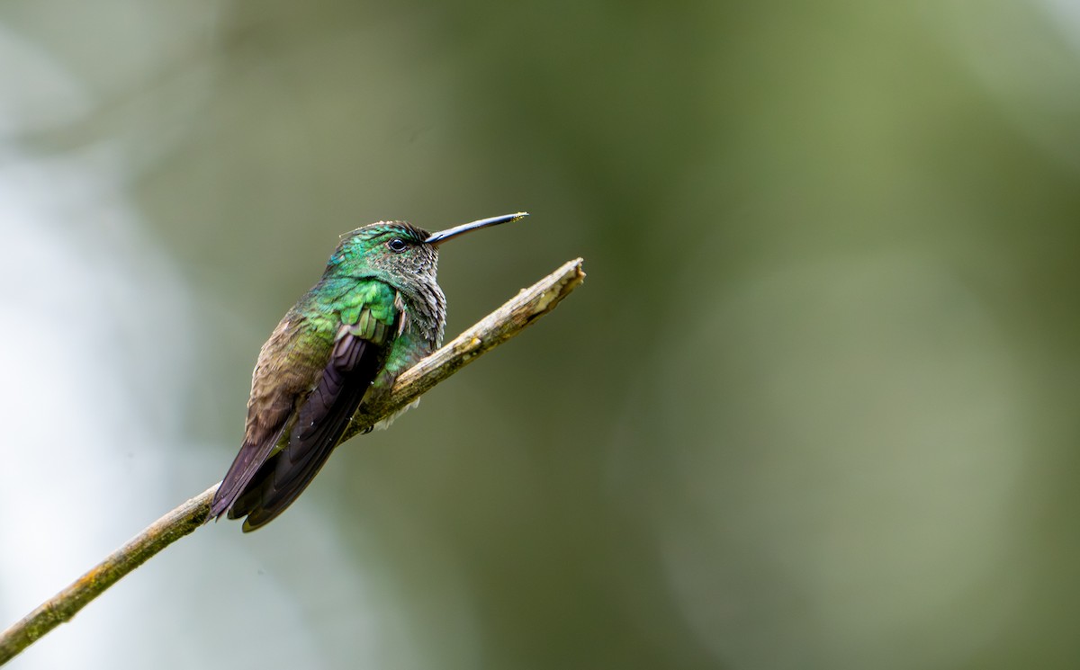 Green-bellied Hummingbird - ML643403287