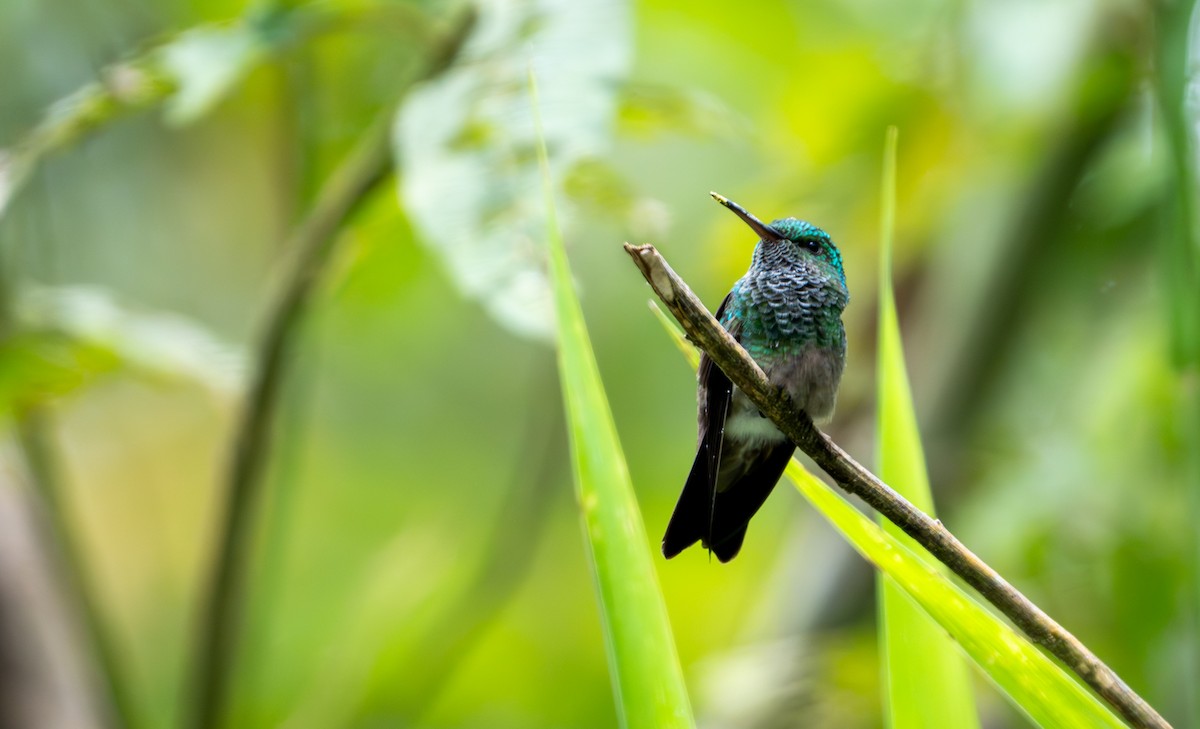 Green-bellied Hummingbird - ML643403288