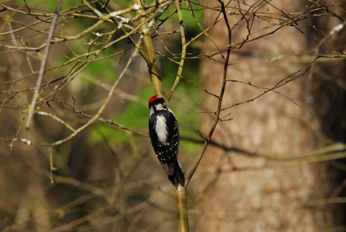Downy Woodpecker - ML643403290