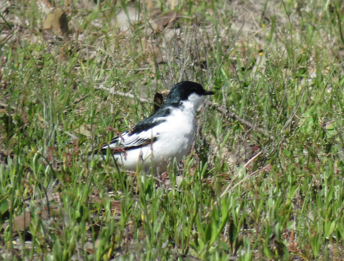 Оругеро австралійський - ML643403301