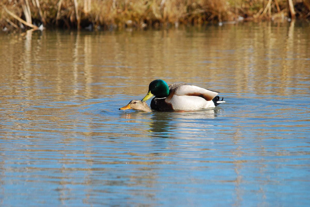 Mallard - ML643403304