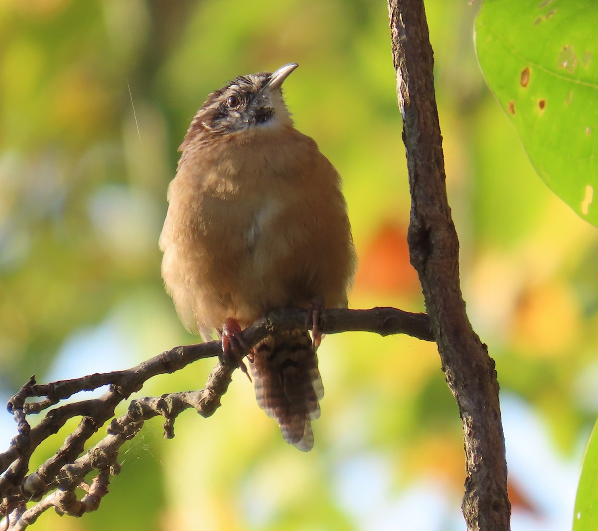 Carolina Wren - ML643403312