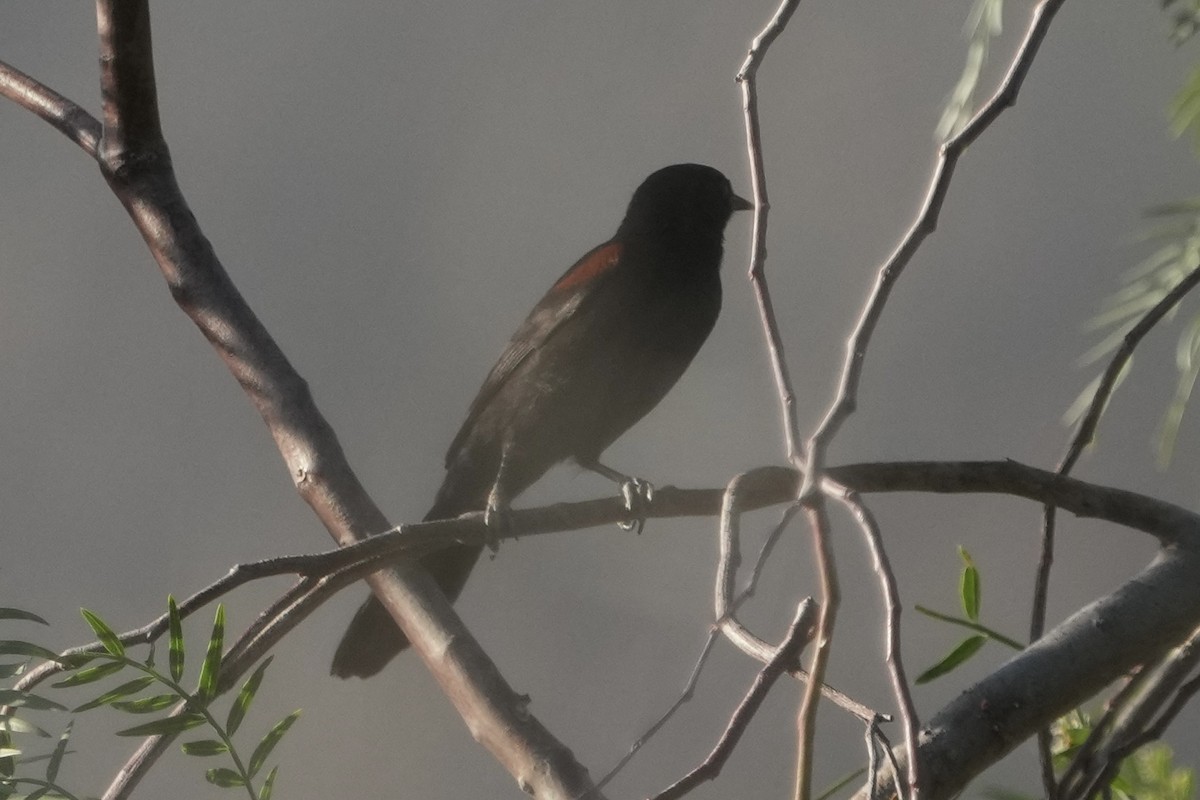 Variable Oriole - ML643403315