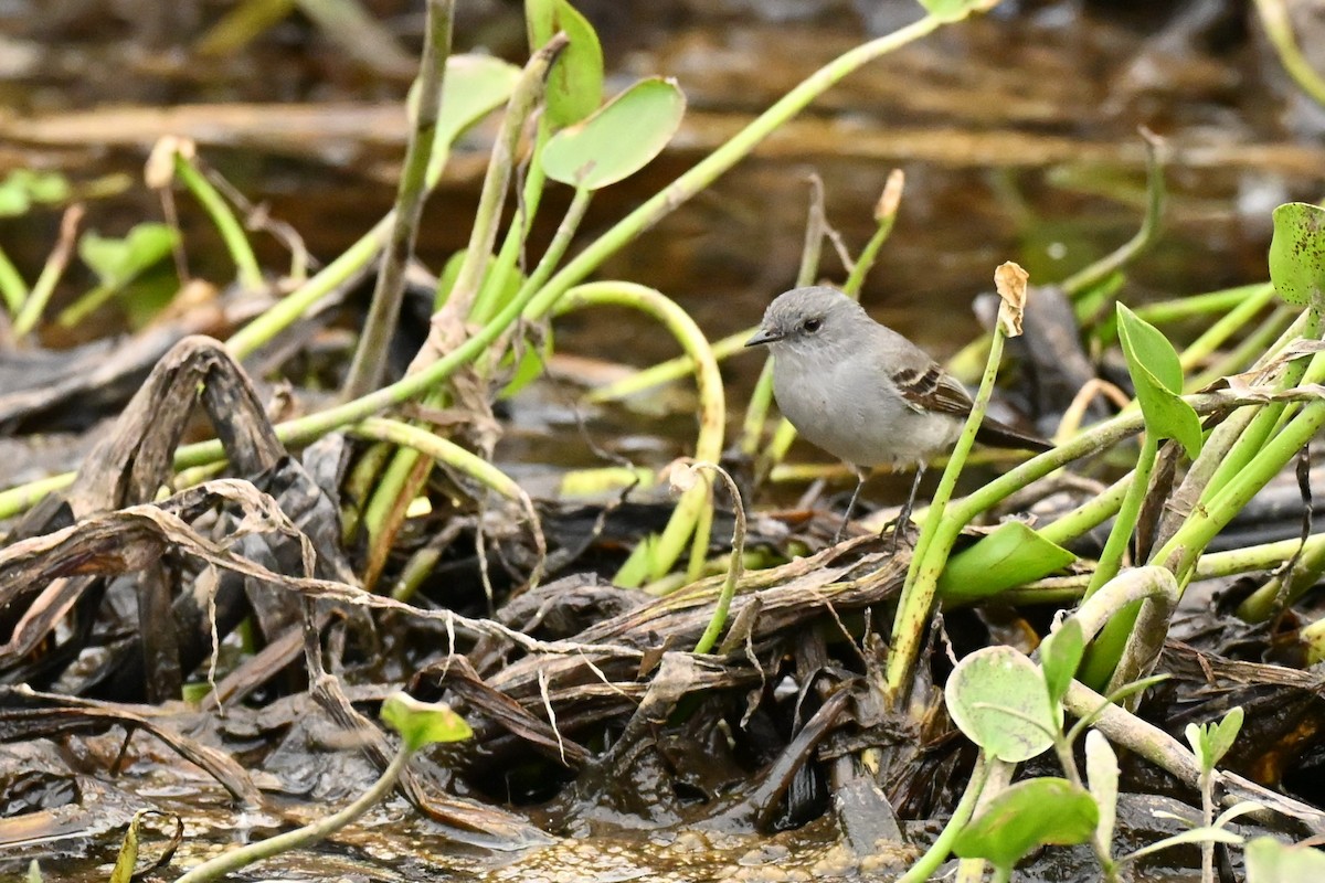 Rußkleintyrann - ML643403318
