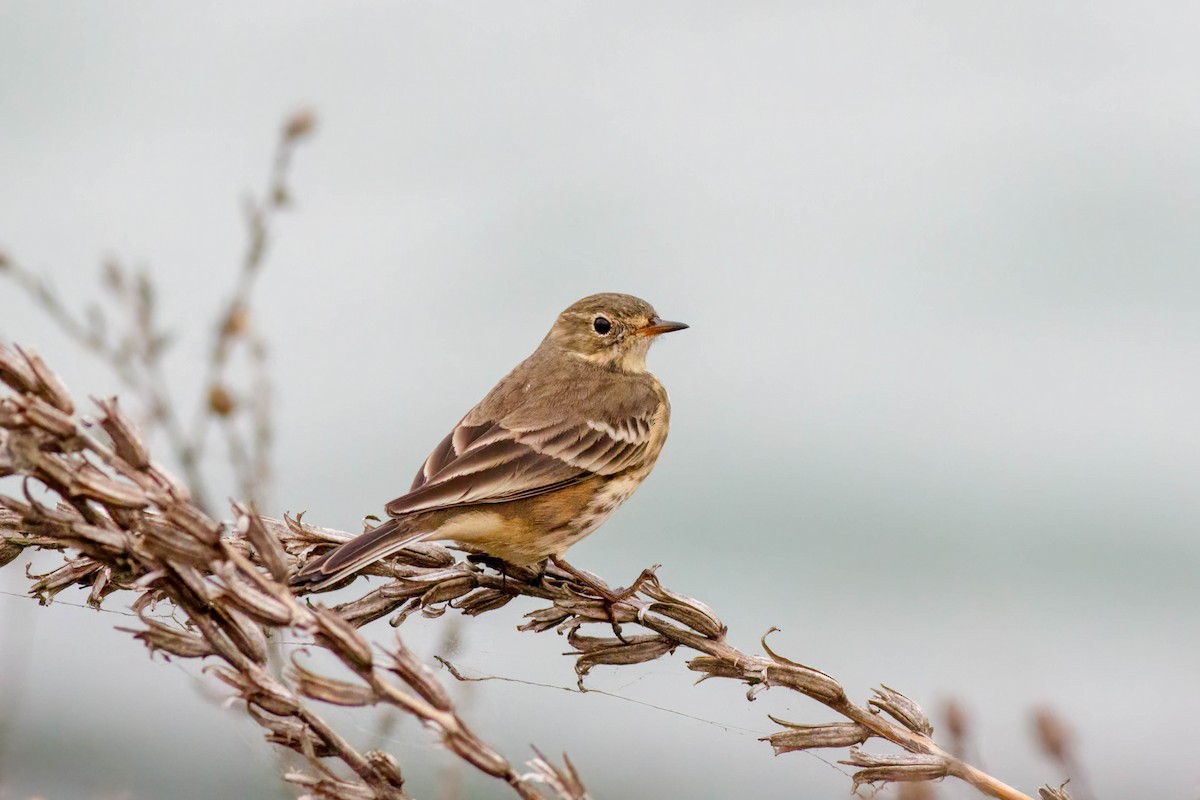 American Pipit - ML643403320