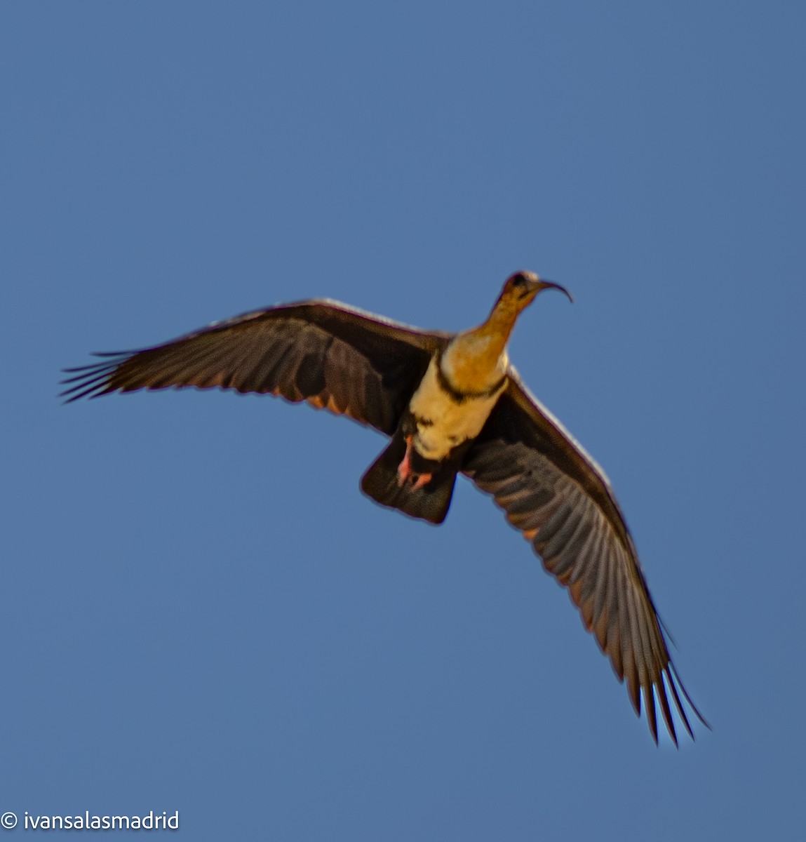 Andean Ibis - ML643403321