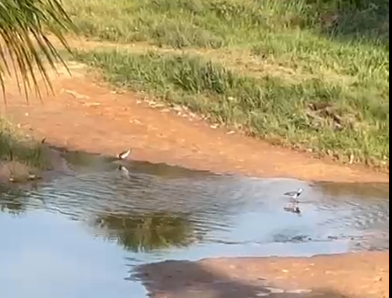 Southern Lapwing - ML643403323