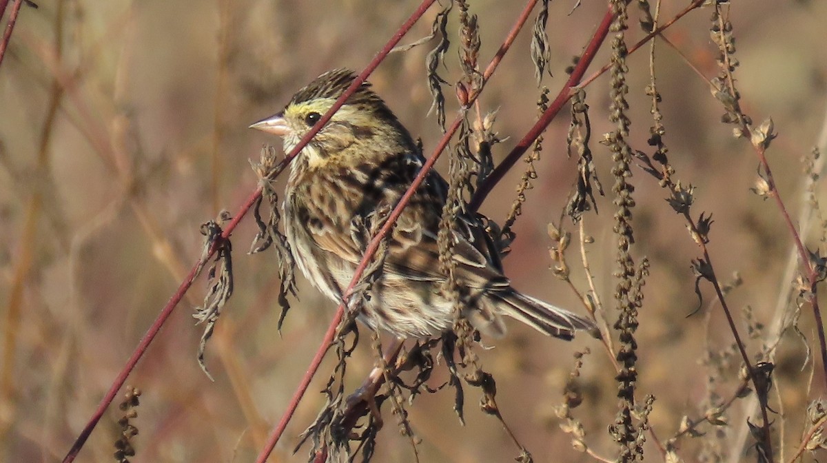 Savannah Sparrow - ML643403327