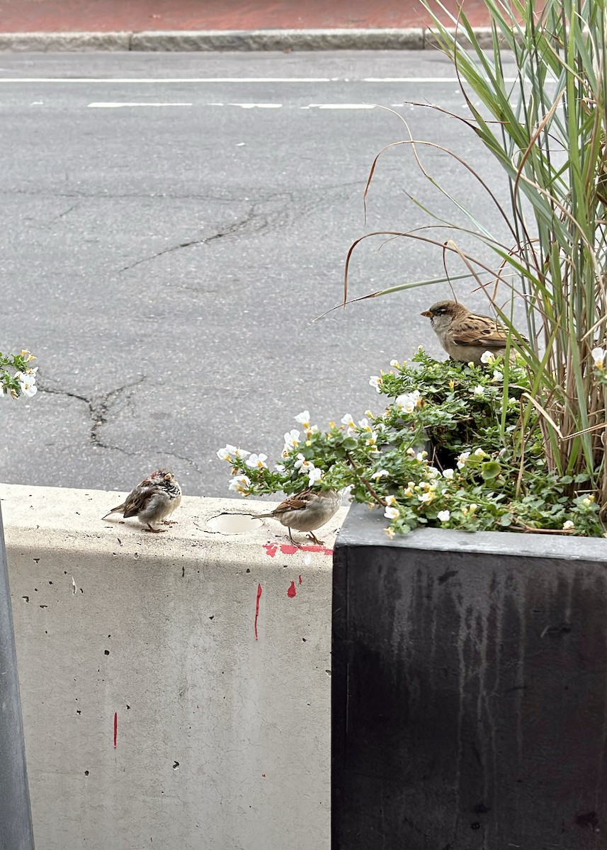 House Sparrow - ML643403333