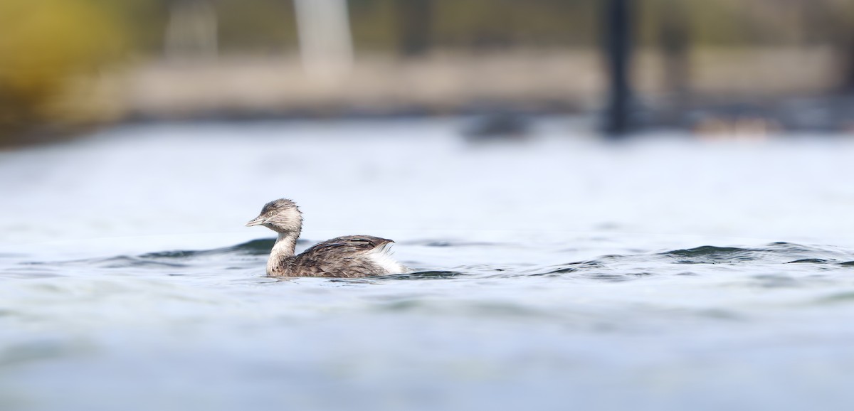 Hoary-headed Grebe - ML643403341
