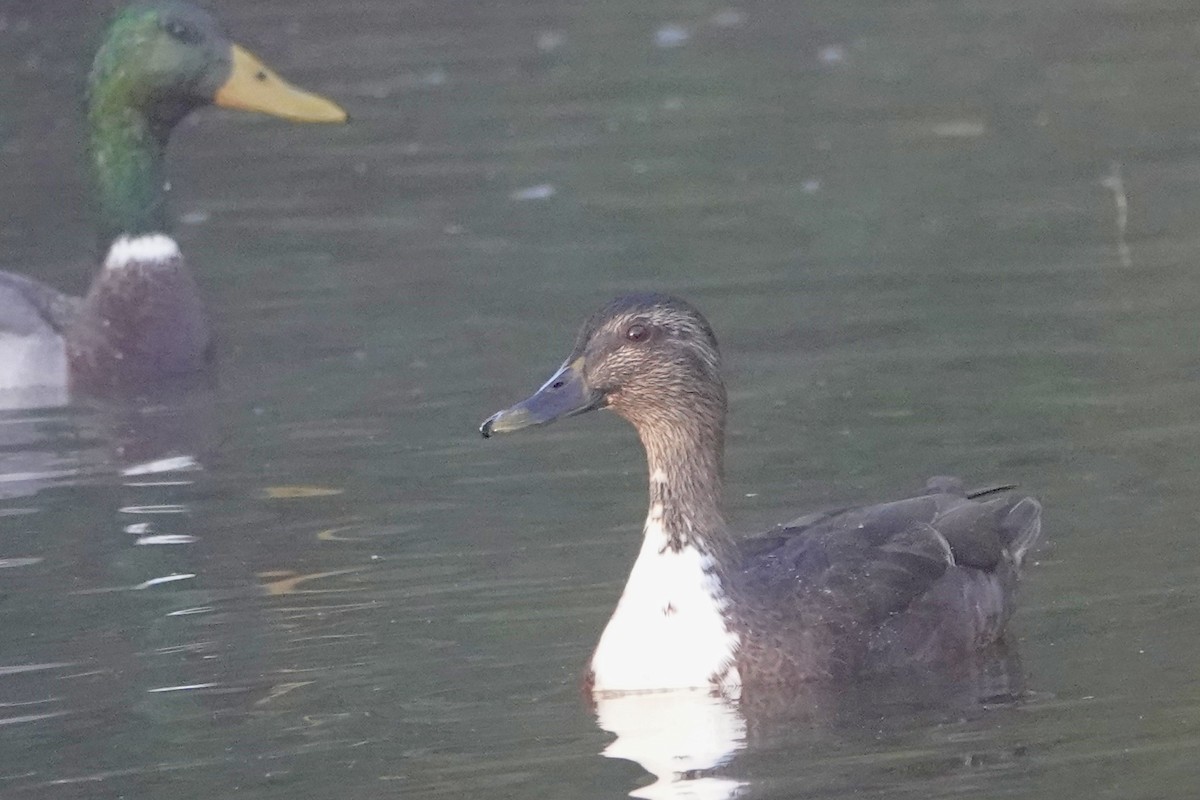 Mallard (Domestic type) - ML643403344