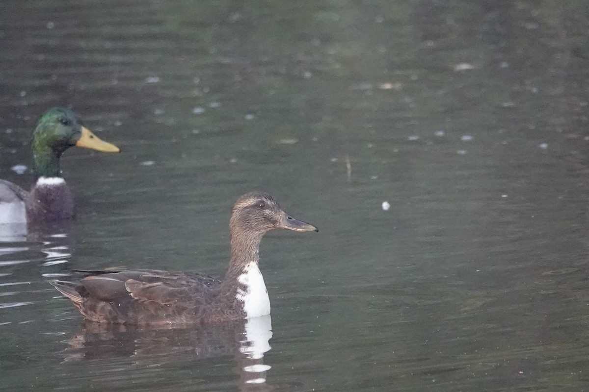 Mallard (Domestic type) - ML643403345