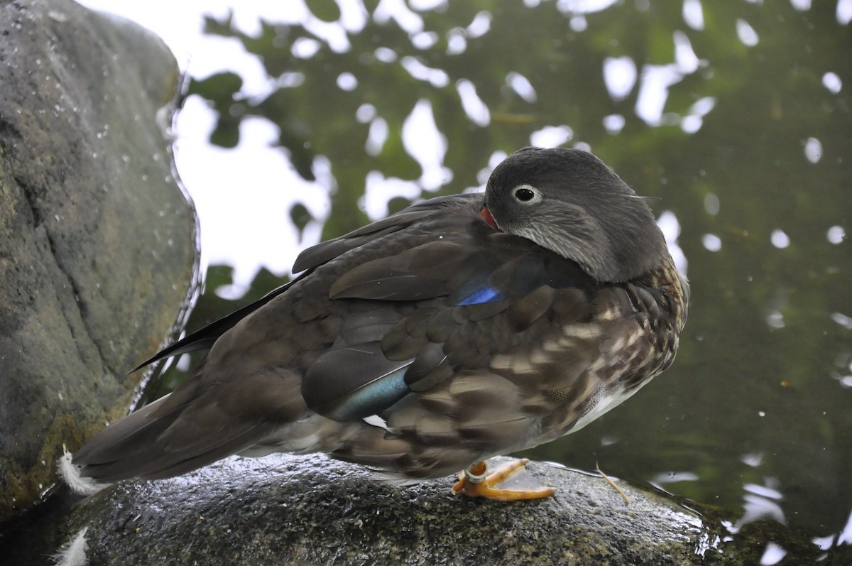 Pato Mandarín - ML643403373