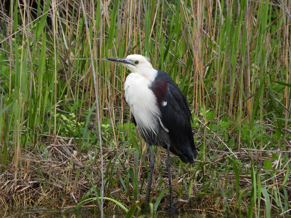 Pacific Heron - ML643403377